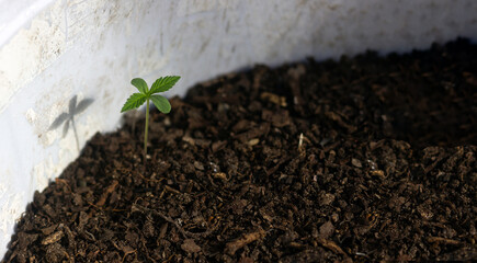 marijuana seedling in compost in a bucket