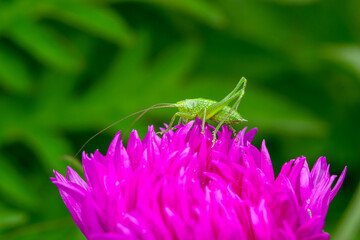 grasshopper on pink flower