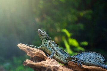 HydrosaurusAmboinensis
