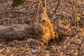 Fallen tree on forest floor.