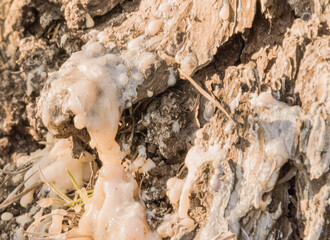 Frozen sap on side of tree