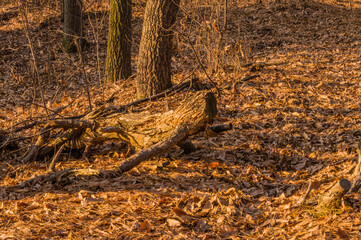 Fallen tree on sunlit forest floor.