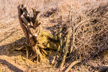Tree stump in woodland