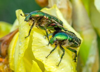 green bug on a leaf