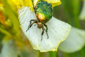 green bug on a leaf