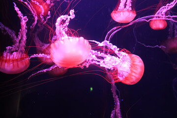 jellyfish in water
