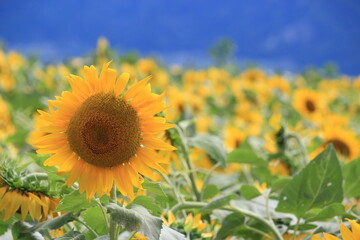 日本のひまわり畑