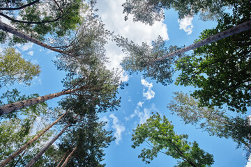 Growing forest on a sunny day