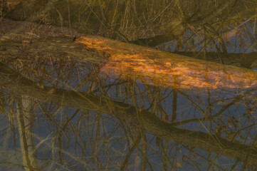 Fallen trees laying below the surface of lake.