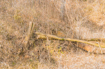 Fototapeta premium Fallen tree laying on ground in public park.