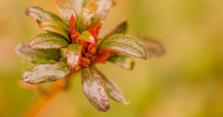 Closeup of small green and red plant