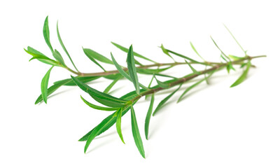 fresh sweet marigold twigs isolated on white background