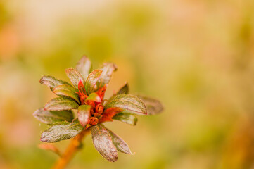 Closeup of small green and red plant