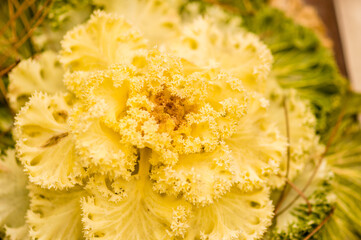 Close up of lettuce flower