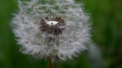 Fototapeta premium Ekstremalne zbliżenie białego mniszka lekarskiego z zielonym niewyraźne tło.