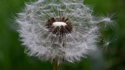 Fototapeten Extreme closeup of white dandelion with green blurred out background. © aminkorea
