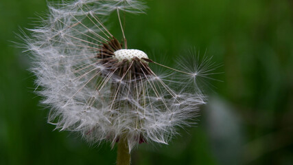 Close up of dandelion
