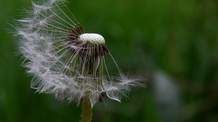 Extreme closeup of white dandelion with green blurred out background.