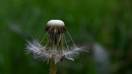 Extreme closeup of white dandelion with green blurred out background.
