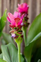 Obraz premium Pink Siam tulip close up in the tulip field with green leaves blur background