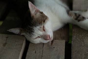 Portrait of cat sleeping on old wooden floor, close-up