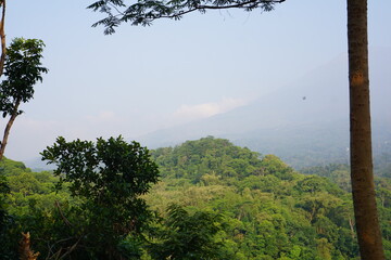trees in the mountains
