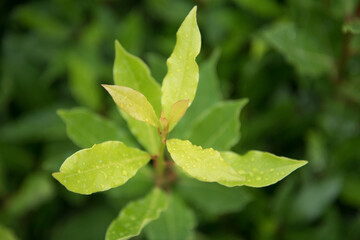 Bay leaf plant close-up. The leaves by rain drops. Freshness and rapid growth. Spicy seasoning.