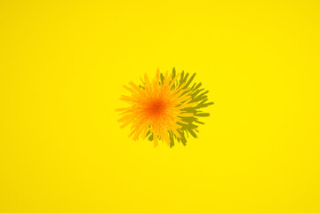 Yellow flowers in the yellow background. Minimal concept art.