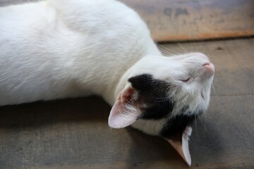 White young cat lying on natural wooden plank.