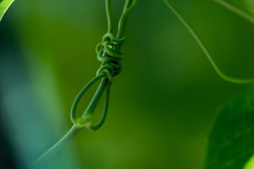 Tendrils of pea plant tangled on blurred background
