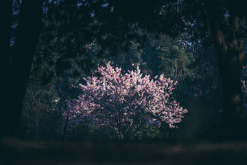 Fototapeta na wymiar pink flower blooming on the tree, tropical forest wild flower on big tree