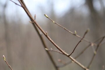 branches of a willow