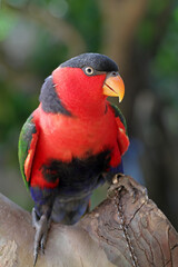 nuri bird, parrot parrot or eclectus roratus  from maluku indonesia