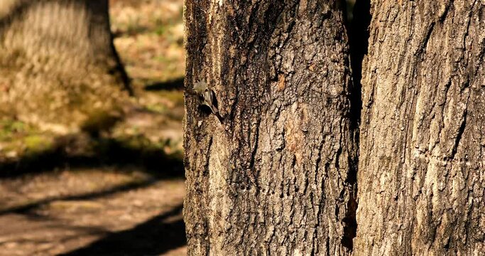 Golden and Ruby crowned Kinglets. In the spring, woodpeckers make holes in a tree from which sweet sap flows.
Other birds also fly to these places, drinking this sweet sap.