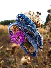 walk with camera and take a picture with beautiful purple flower and  denim lace.