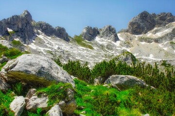alpine meadow in the alps