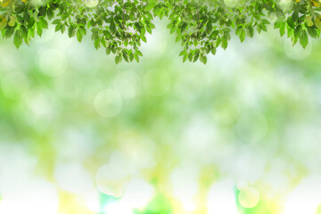 Green leaves blurred background with beautiful bokeh