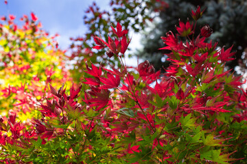 Flores Rojas