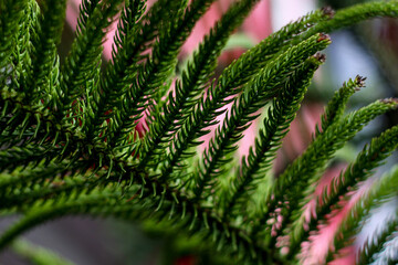 selective focus on grass. beautiful image for wallpaper