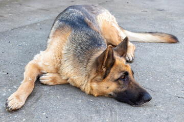 Sad german shepherd dog lying down outdoors