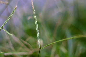 selective focus on grass. beautiful image for wallpaper