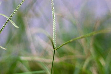 selective focus on grass. beautiful image for wallpaper
