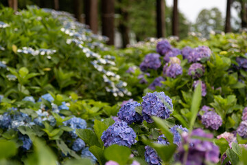 木立の中の紫陽花　千葉県多古町　日本