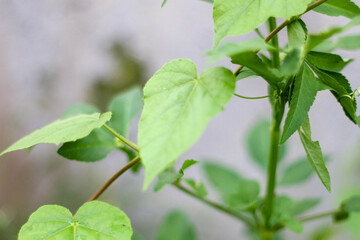selective focus on grass. beautiful image for wallpaper