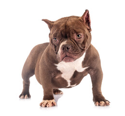 american bully in studio