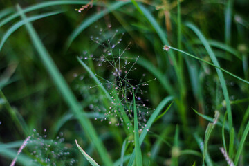 selective focus on grass. beautiful image for wallpaper