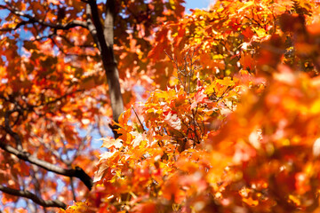 Autumn colors leaves of liquid amber tree selective focus on image center in full frame background