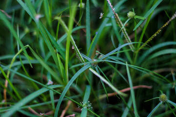 selective focus on grass. beautiful image for wallpaper