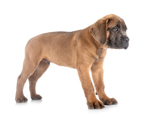 Obraz premium puppy cane corso