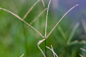 selective focus on grass. beautiful image for wallpaper